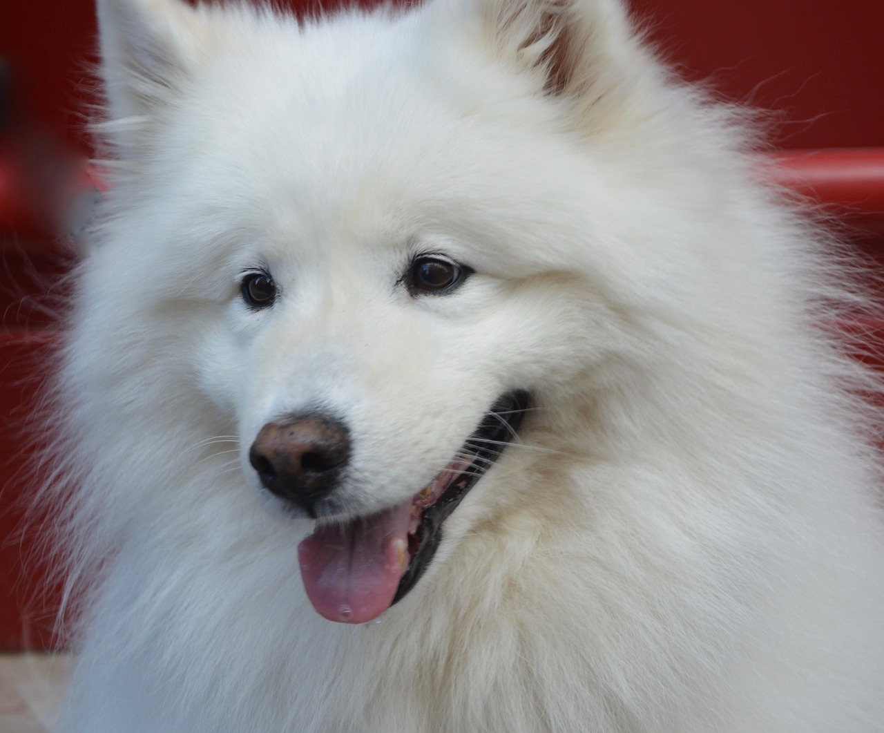 The Affectionate Nature of Samoyeds